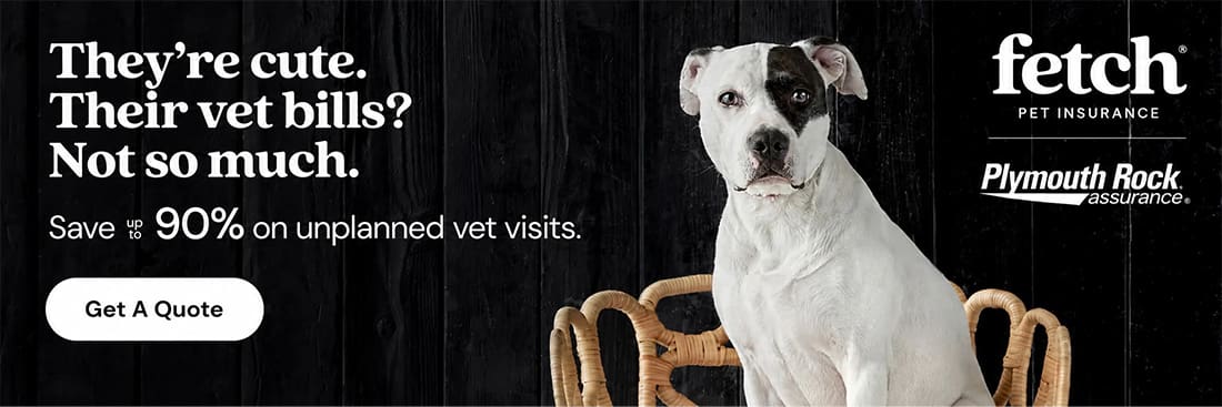 Pet Insurance - Fetch Banner